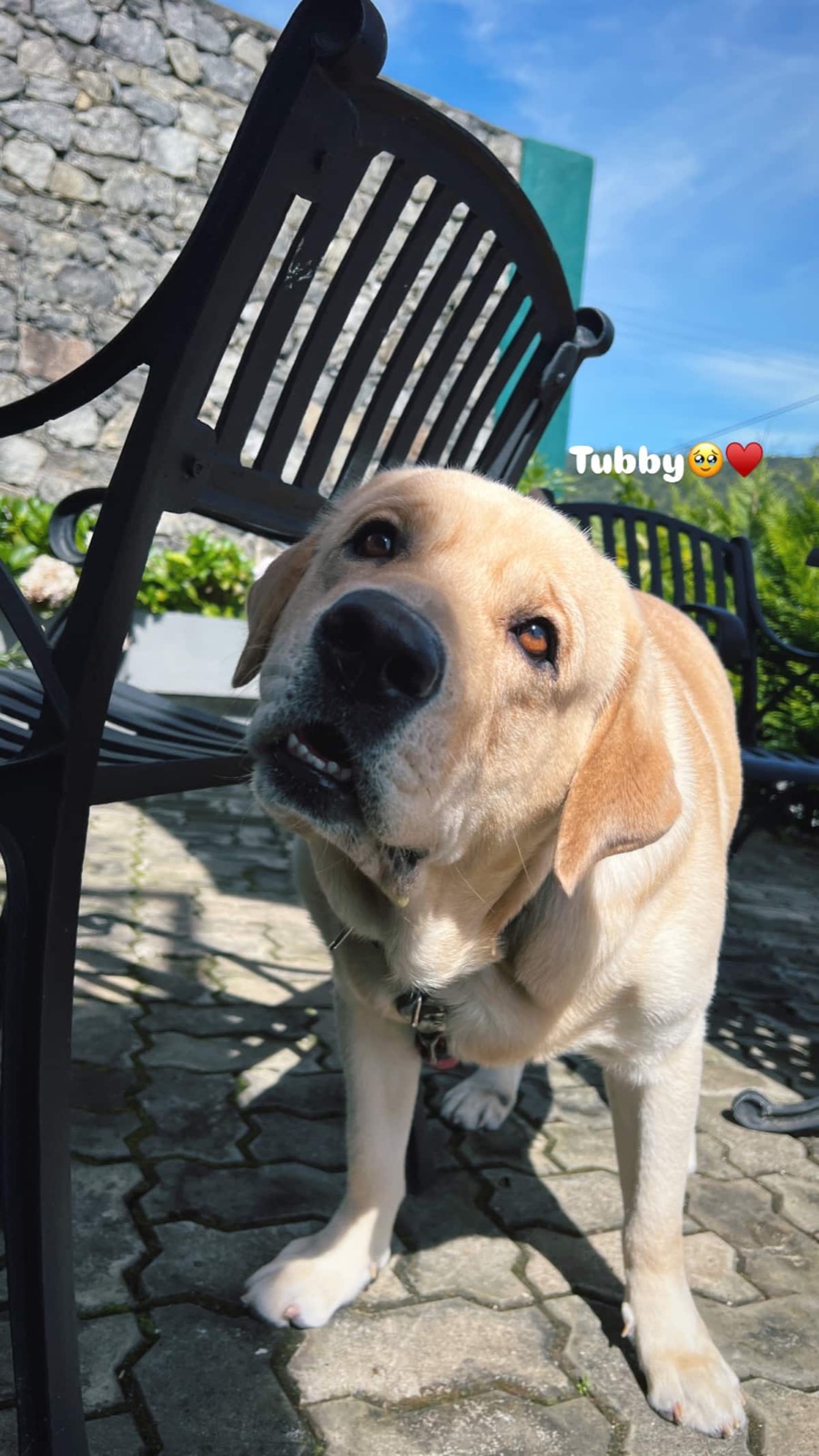 A happy labrador on the villa patio